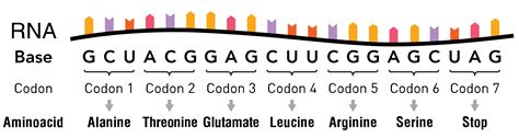 What is mRNA sequences (AAUG or CCGAU,)?? Please let me know in easy ...