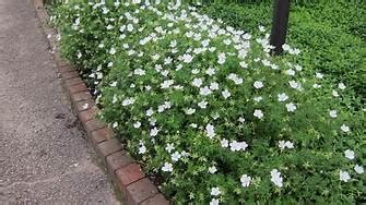 Vinca minor 'Alba' IN PROPAGATION – The Little Green Plant Factory