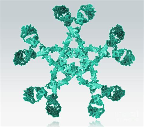 Immunoglobulin M, Antibody Photograph by Evan Oto