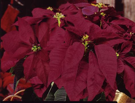 Pin on Poinsettias