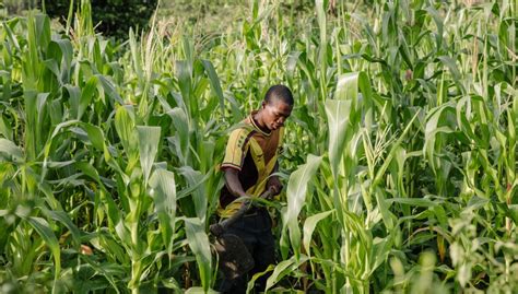 Maize shortage ‘biggest issue in Africa’ - Sub-Saharan Africa