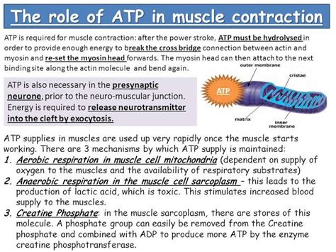 [Solved] ATP is required for several processes of muscle contraction ...