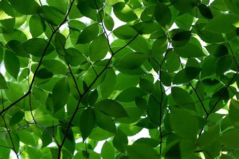 Free picture: green leaf, shadow, environment, nature, flora, plant ...