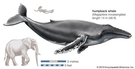 Humpback whale | Size, Song, Habitat, Migration, & Facts | Britannica