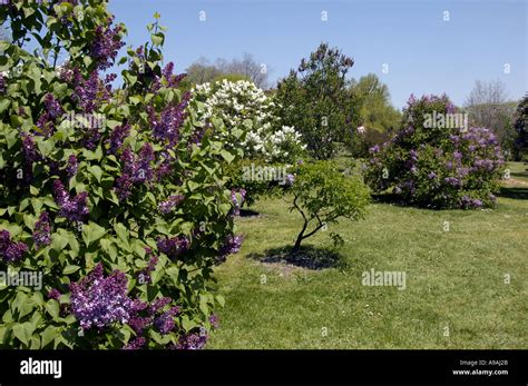 Lilac festival Stock Photo - Alamy