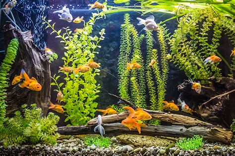 Checking Your Aquarium Water Quality. – Veterinary Jobs