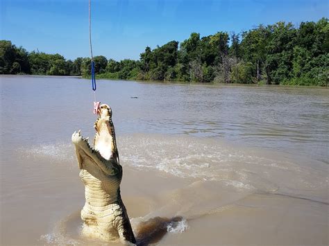 The Original Adelaide River Queen Jumping Crocodile Cruises (Darwin ...