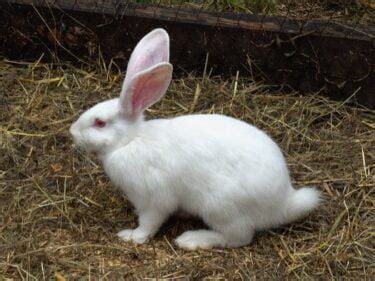 Can a Rabbit's Tail Fall Off? — Rabbit Care Tips