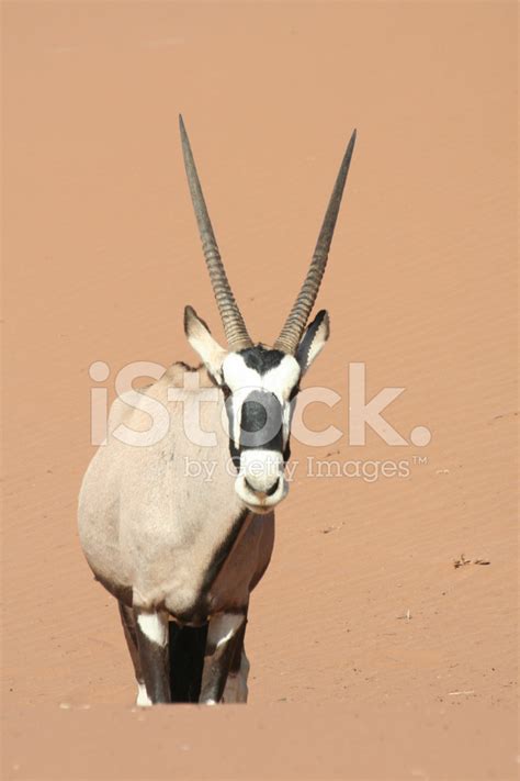 Oryx In The Dunes Of Sossusvlei, Namib Desert, Namibia, Africa Stock Photo | Royalty-Free ...