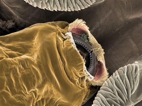 Salmon louse mouth, SEM - Stock Image - C038/5352 - Science Photo Library