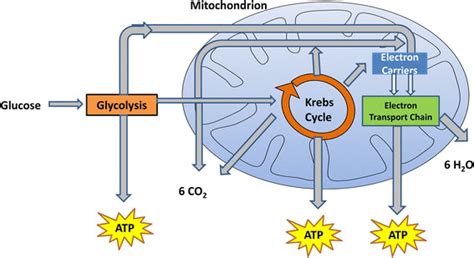 What is the function of cellular respiration