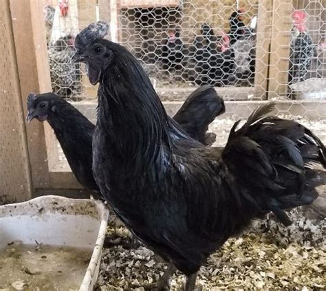 Ayam Cemani Hatching Eggs | Cackle Hatchery®