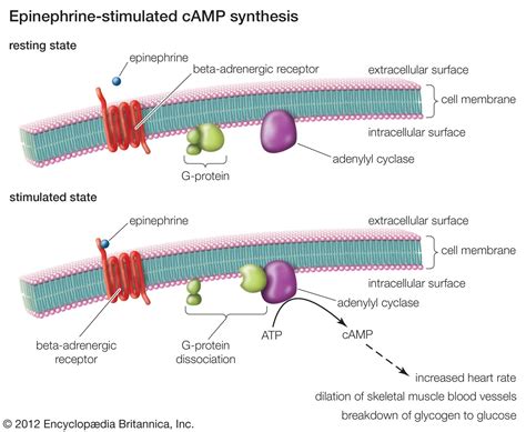 Epinephrine | Description, Production, & Function | Britannica