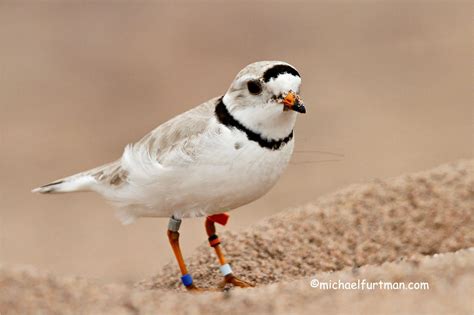 Piping Plover Project Intro and Invasive Species Removal - Perfect Duluth Day