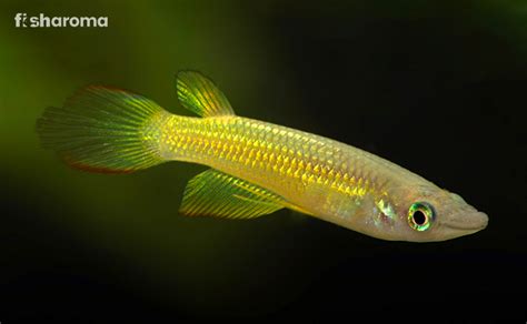 Golden Wonder Killifish- A Complete Care Guide To Malabar Killifish