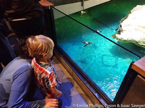 Boston Aquarium – A Family Adventure