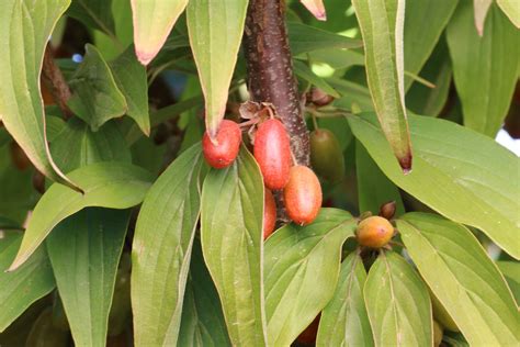Dogwood, Saffron Sentinel — ZOLLINGER FRUIT & TREE FARM