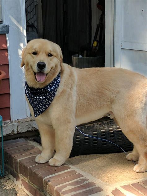 Golden Doggo gets a puppy cut! (So handsome big buddy!) : r/aww