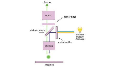 Zwang schließen Empfangshalle fluorescence mechanism Session Extra zäh