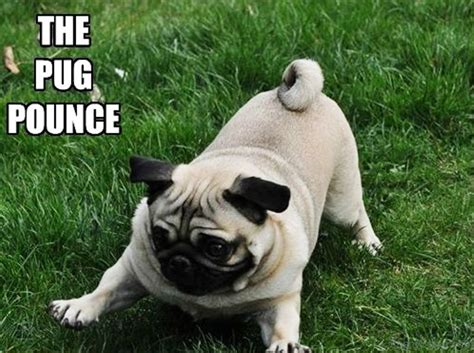 88 Superb Pug Memes Pictures