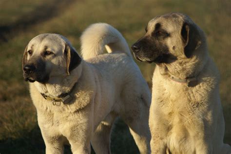 Kangal Dog Breed: A Complete Information for You