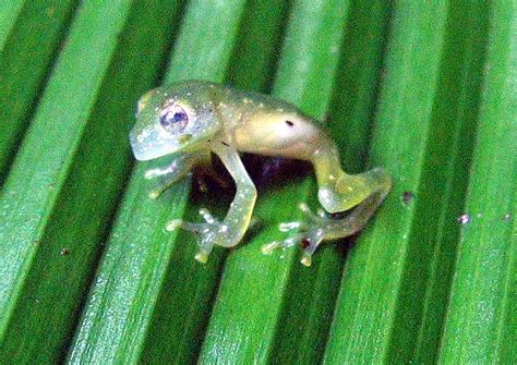 Translucent glass frogs use a never before seen novel form of camouflage