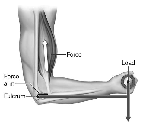 Understand how levers work with your workout – Human Kinetics Canada