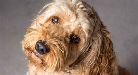 Cockapoo - Pros and Cons of the Cocker Spaniel Poodle Mix | Cocker spaniel poodle mix, Cocker ...