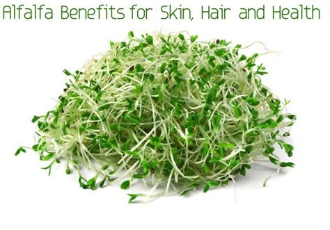 Alfalfa Benefits and Uses for Skin, Hair and Health - Stylish Walks