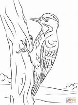 Fulvous Breasted Woodpecker coloring page  Free Printable Coloring Pages sketch template