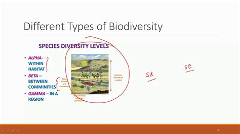 How To Calculate Alpha Beta Gamma Diversity - Haiper