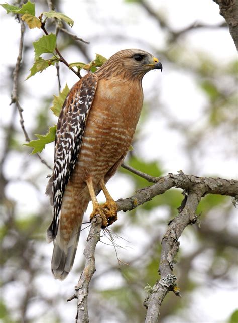 Wildlife Photos, Birds Of Prey, Raptors, Hawks, Falcon, Badass, Readers ...