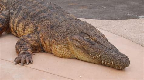 Salt water crocodile - San Francisco Zoo & Gardens