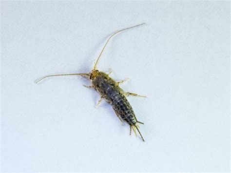 What Causes Silverfish Infestation And How To Get Rid of Them ...