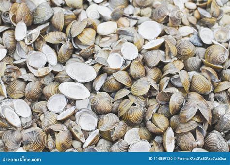 Corbicula Fluminea Shells stock photo. Image of coastal - 114859120