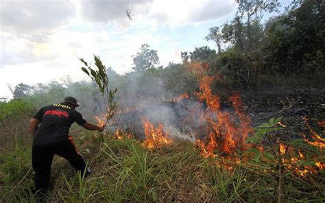 Kebakaran Hutan Dan lahan di Kalimantan Selatan Mulai Marak Terjadi - Bisnis.com