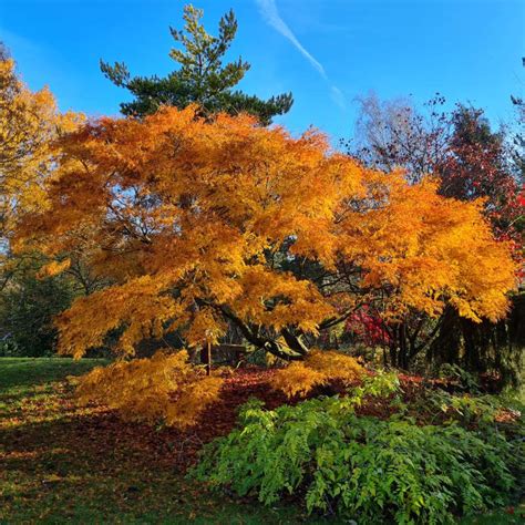 Acer palmatum 'Seiryu' (Japanese Maple)