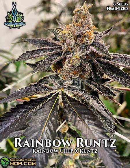 Exotic Genetix - Rainbow Runtz Feminized | Seeds Here Now