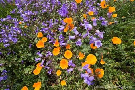 Where to See Wildflowers in Chino Hills State Park - California Through My Lens