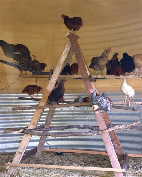 Chicken Roosts: Why It's Important to Your Hens