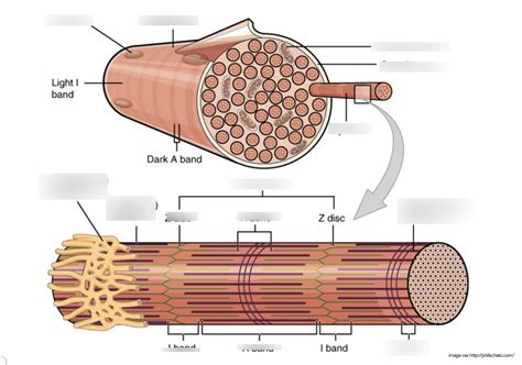 Microscopic Anatomy of Skeletal Muscle Diagram | Quizlet