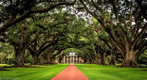 POLLYTALK FROM NEW YORK: OAK ALLEY PLANTATION: Bon Sejour: Review by Polly Guerin