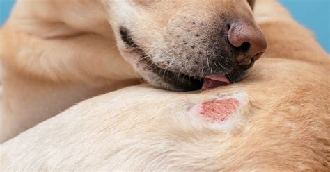 Common Skin Problems in Dogs and How to Treat Them — Pumpkin®