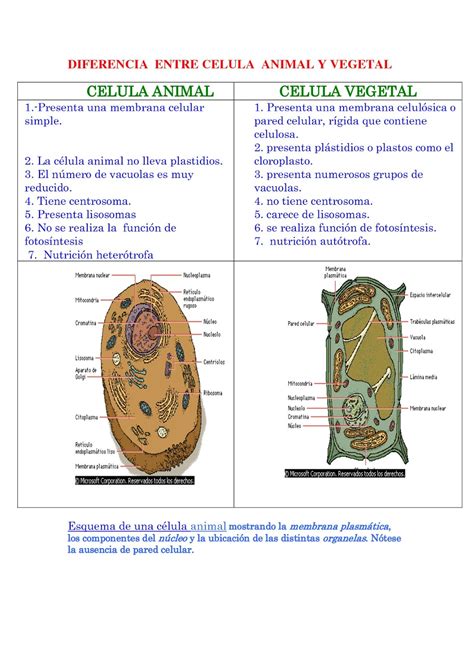 Celula Animal Y Vegetal 1 Cuadro Comparativo Con Diferencias Entre ...