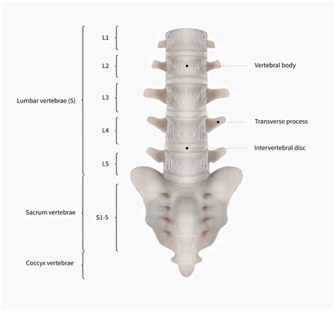 [DIAGRAM] Diagram Of Lumbar Vertebrae - MYDIAGRAM.ONLINE