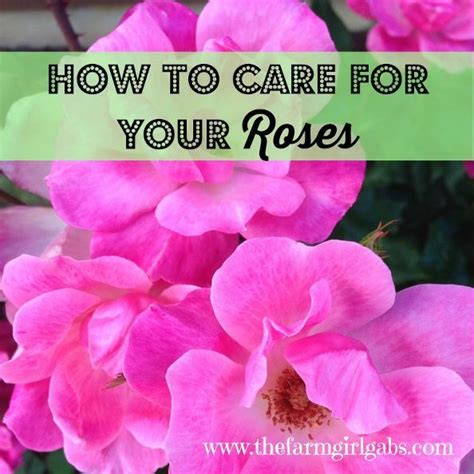 Rose Care: Tips & Techniques | Totems, Marketing