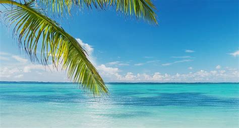 CALM BLUE BEACH AND PALM TREE BRANCHES | Carnival cruise deals ...