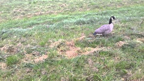 Goose hunting decoy spread tips - YouTube