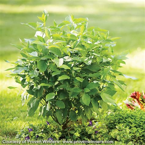 Arctic Fire Dogwood, Cornus sericea | American Meadows