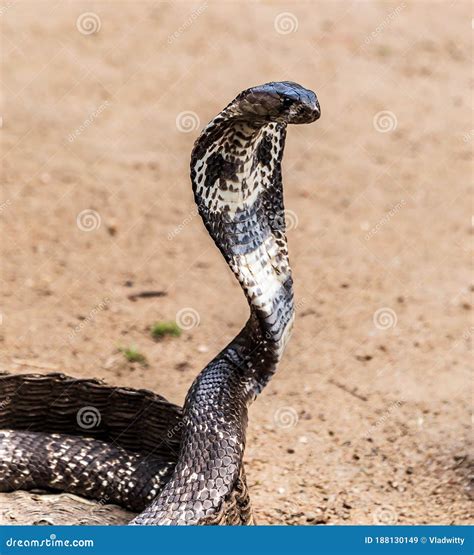 Cobra snake stock image. Image of hood, head, character - 188130149